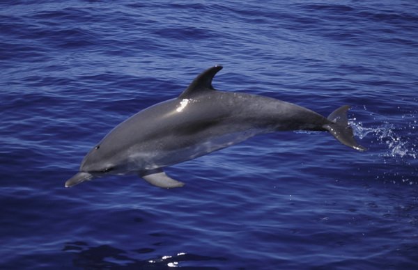 Tonina (Tursiops truncatus)